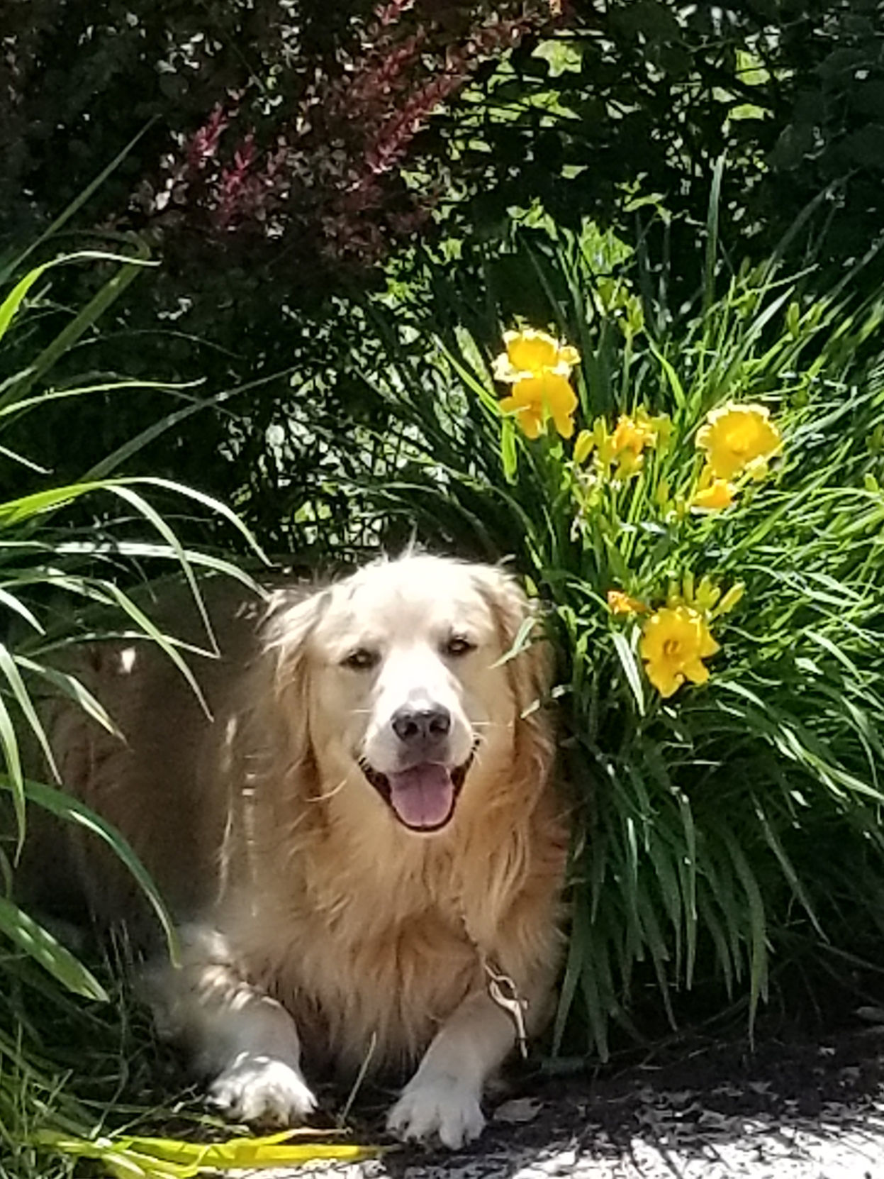 Helping in the garden